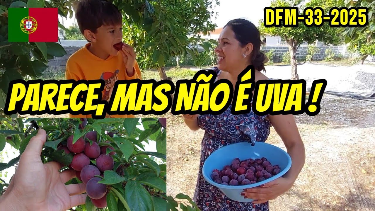 Compramos Um Terreno Abençoado Em Portugal! Aqui Frutas Produzem De Cacho!
