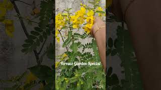 Terrace Garden Special# garden #terracegarden #avarampoo #hybiscus #gardenlove