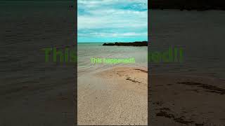 The Seabirds Usually Scoot Then This Happened shorts seabirds