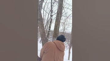 felling ash with an axe 🪓 #nature #lifeisbutadream #tree