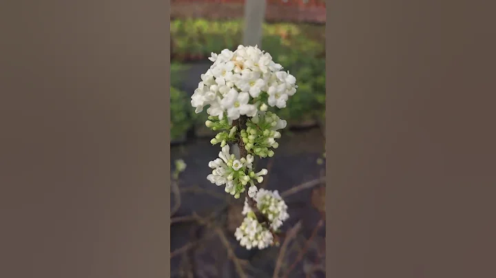 #別墅庭院植物 香莢蒾白+粉，帶香味的莢蒾繡球 #抖音助農 - 天天要聞