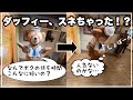 【ダッフィー】拗ねちゃった！自分のグリの待ち時間が短くて納得がいかない様子…|かわいい|東京ディズニーシー|Duffy the Disney Bear