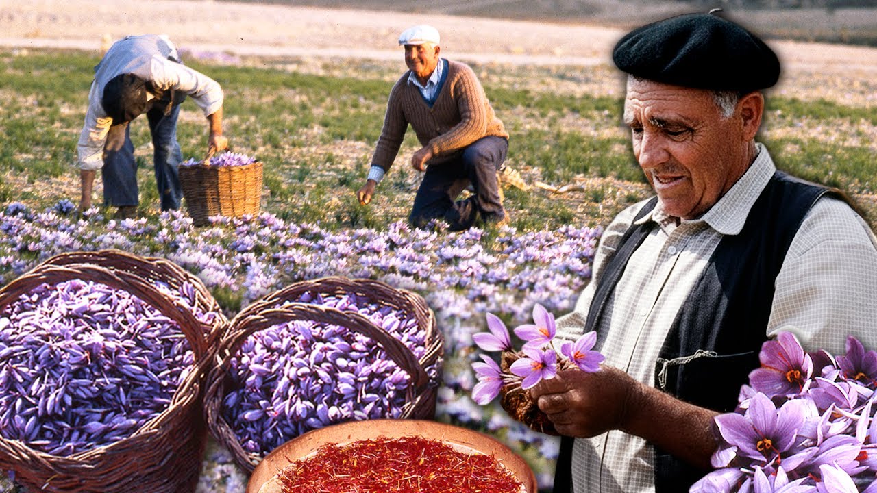 Драгоценный шафран. Самый кропотливый и трудоемкий труд на плантациях для получения красного золота