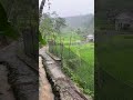 A rainy day in the village is pure therapy 🌧️🌿 #Shorts