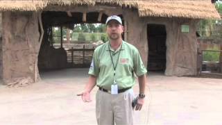 Denver Zoo Toyota Elephant Passage Outpost Story Video