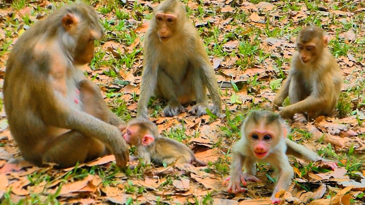 Rainbow, Leo & Lily with Mama Libby – So Surprised! Watch Baby Levy’s First Walk.💞🐒