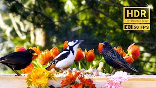 TV for Cats and Dogs  Fantastic SPRING BIRDS and their songs  8 hrs 4K HDR