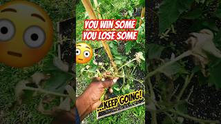 #plantfarming #plantupdate #tomatoplants #growtomatoes #shorts