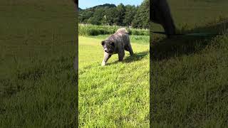 秋田犬長毛カイの何気ない日常の幸せ