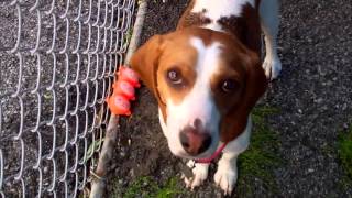 MACK the Beagle has been ADOPTED!!!