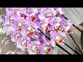 Ругаюсь! 😤Исчерпывающая информация о поливе орхидеи! Вы научитесь иметь такие букеты у себя дома!