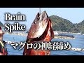 養殖本マグロの神経締め、血抜きのやり方