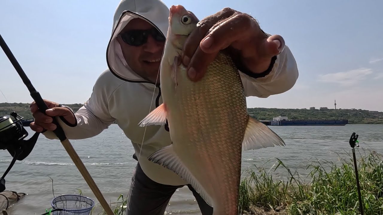 Cu feederul pe Dunare, sfarsit de vara la Oltenita 2025