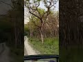 #jimcorbettwildlifeandnatureview #viral