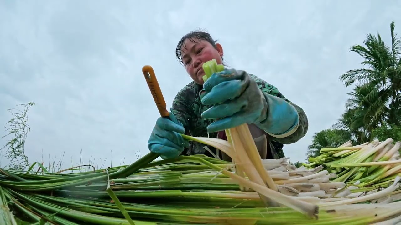 Dưa bồn bồn đặc sản miền tây nam bộ 