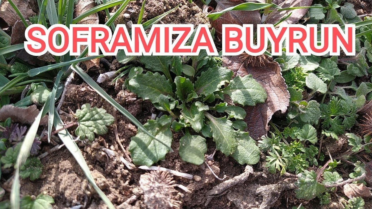 Doğada yabani yenilebilir otlar topladık 