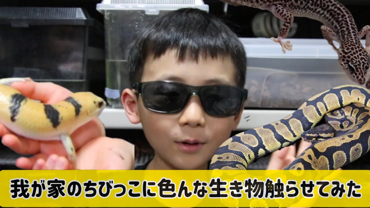 我が家のちびっこに色んな生き物触らせてみた