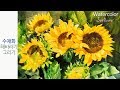 choeSSi /how to paint sunflowers?/Watercolor Painting Technique for Beginners/최병화수채화/ watercolor해바라기