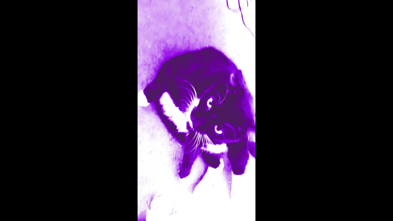 STIMPY1FUL THE CATS  AND  ADAIR