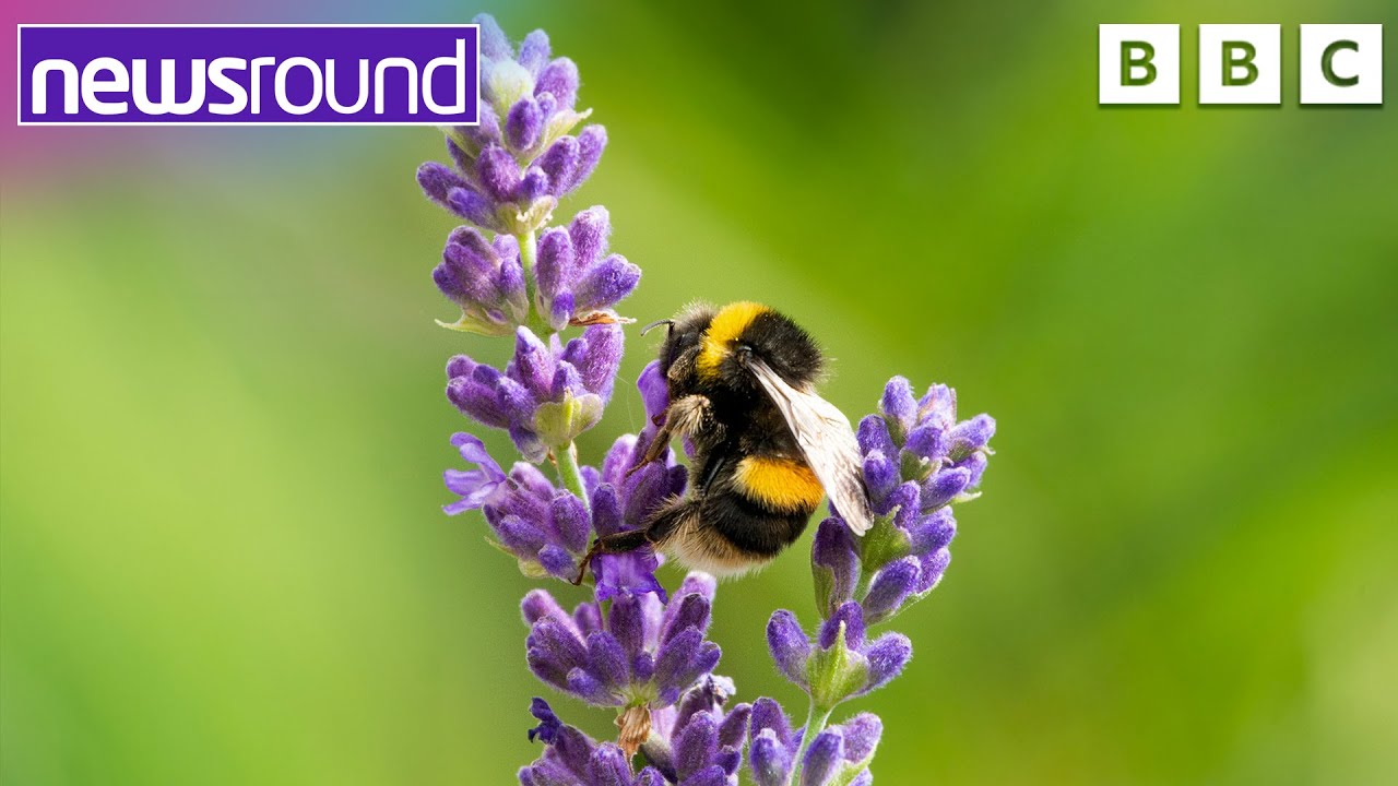 What's the buzz about bees? Why are they so important? Newsround