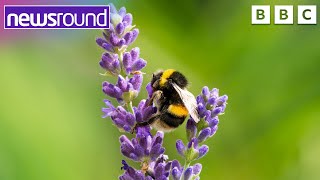 What's the buzz about bees? Why are they so important? | Newsround screenshot 4