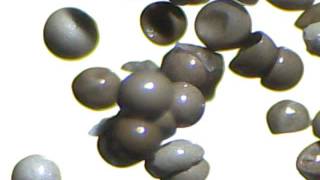 Looking at Brine Shrimp eggs through a microscope