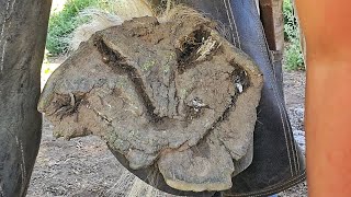 These Hooves Were In Terrible Condition Massive Draft Hoof Restoration - So Satifying