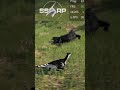 Похороны панка! | #ssrp_saitz #ssrp_evrima #theisle #evrima #dino #rex