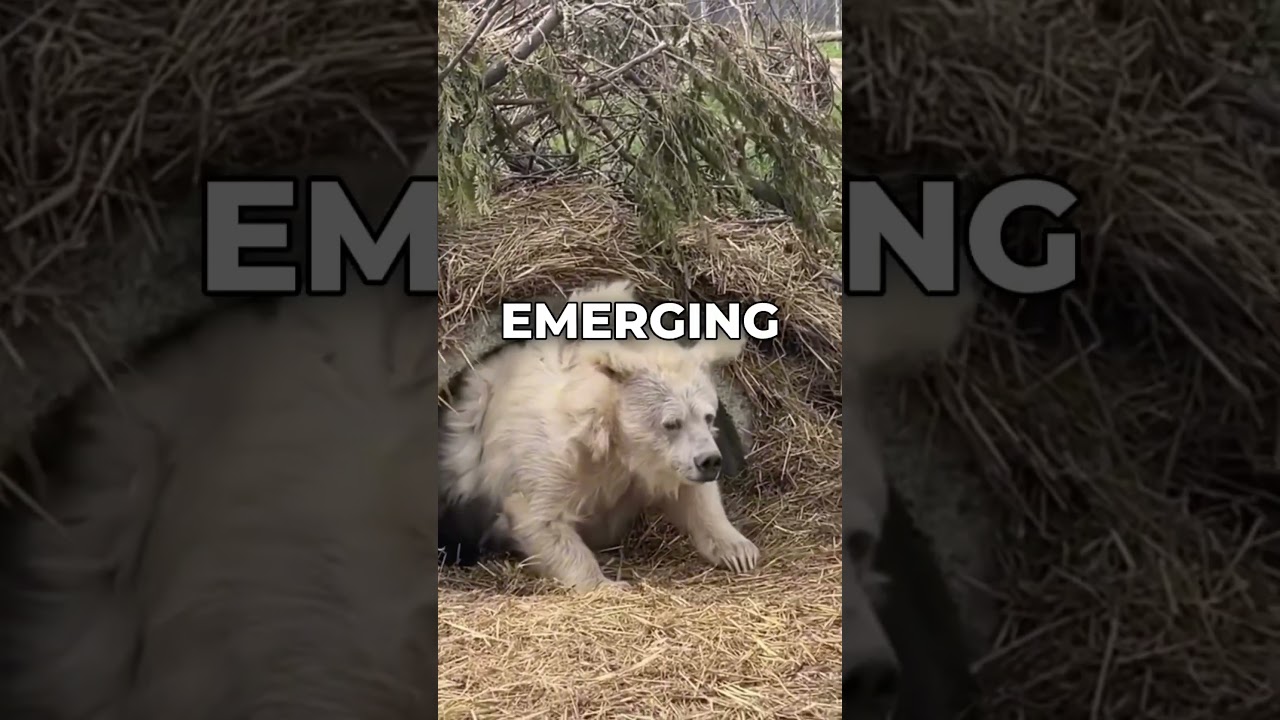 Himalayan Brown Bear Emerges From Hibernation 🐻