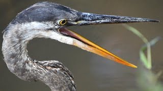 Burung bangau biru besar membuka paruh/mulut lebar | suara panggilan