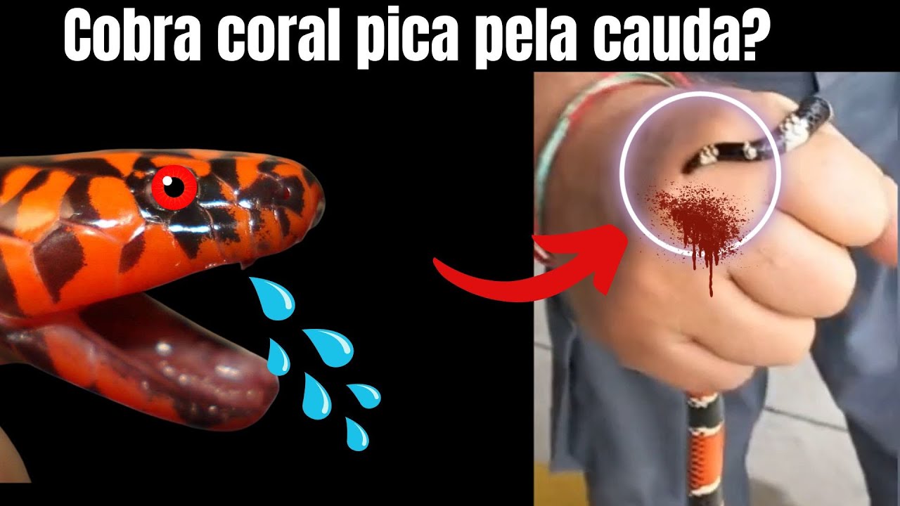 Cobra Coral Azul da Malásia 