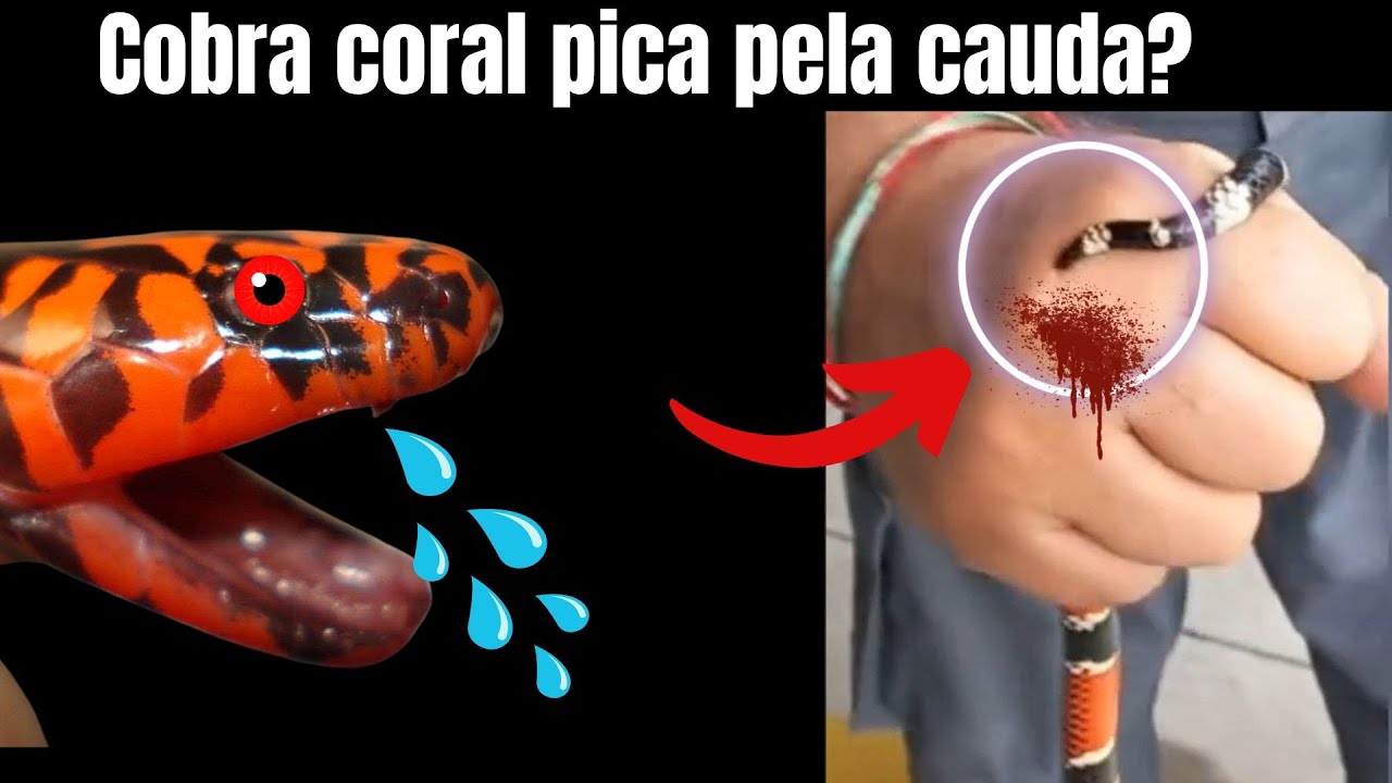 Cobra coral pica pela cauda?