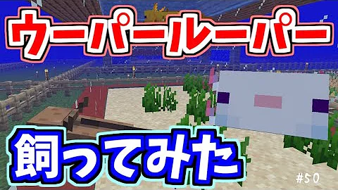 マイクラウーパールーパー巨大水槽 マイクラウーパールーパー巨大水槽