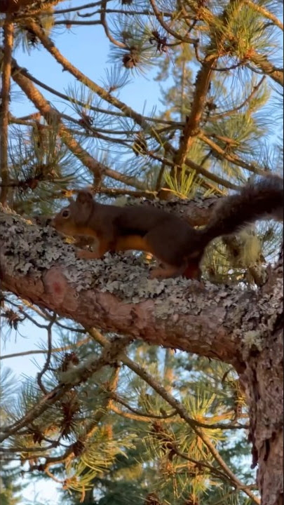 Small Douglas squirrel making big noise