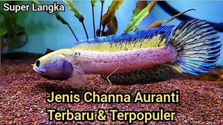 5 JENIS CHANNA AURANTI TERLANGKA DAN TERPOPULER