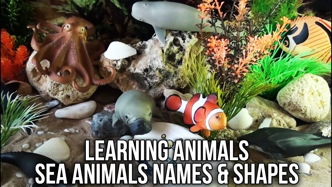 sharknado 5 Learning Animals Names and Shapes for Kids: Sea Animals Science4You | Clownfish Octopus...