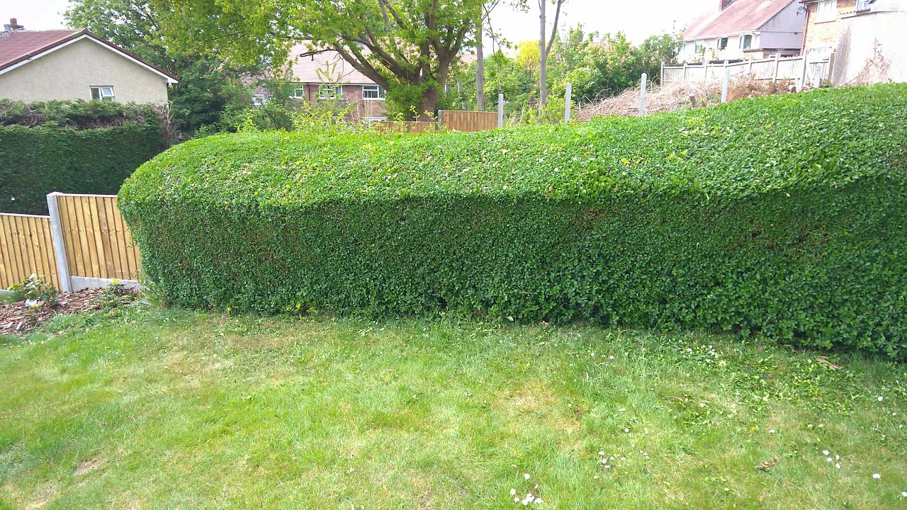 hedge composting - YouTube