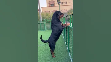 Rottweiler Barking Dogs Rott Rottweiler Puppy Shorts Trending Short Dog 