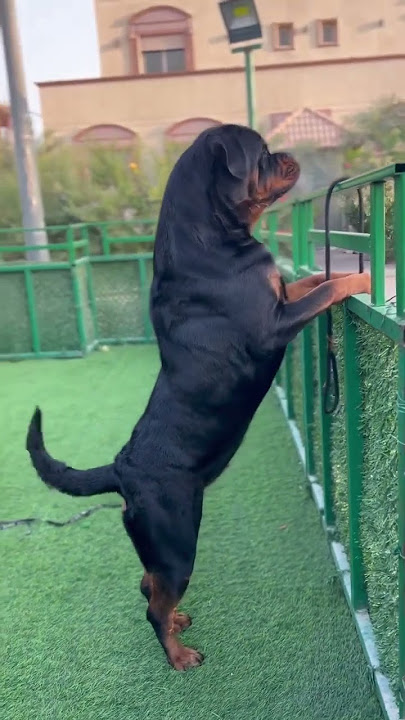 Rottweiler Barking😱⚠️ #dogs #rott #rottweiler #puppy #shorts #trending #short #dog