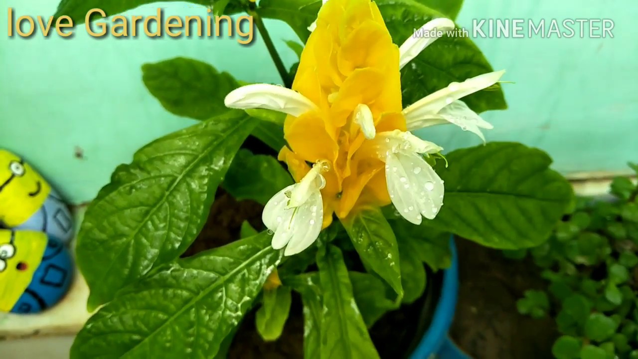 Beautiful flowering plant // Lollipop plant//How to grow and care