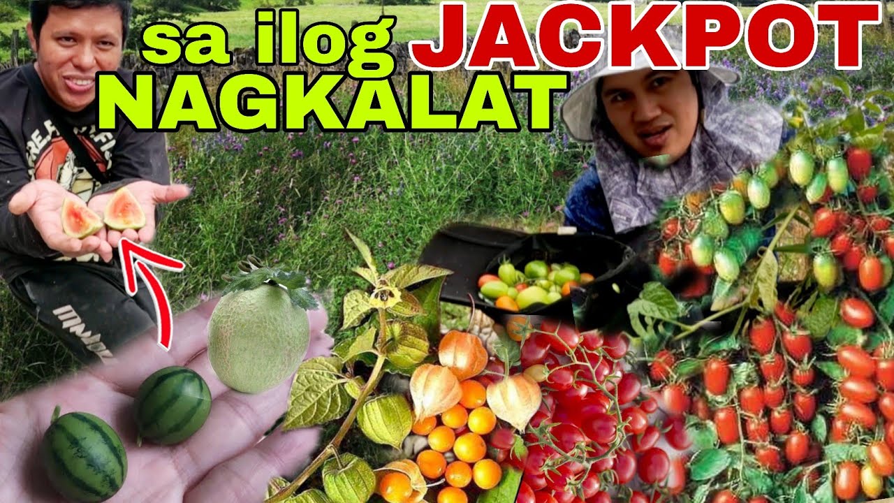 Andami📌Prutas na ibat iba nagkalat sa ilog na ito at malaking isda nakahuli