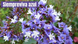 Siempreviva azul - Limonium sventenii