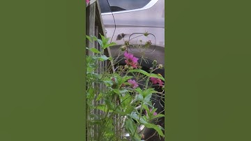 female ruby throated hummingbird at cosmos (sound up) #maine #hummingbird #birds #morning #farmlife