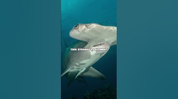 Hammerhead Shark Eye Placement Explained🤔 520 #shorts #viral #shortsfeed #shortsvideo