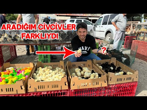 Tavuk Pazarından Civciv Aldım