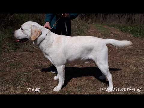 ドッグパルまがら 愛犬ギャラリー