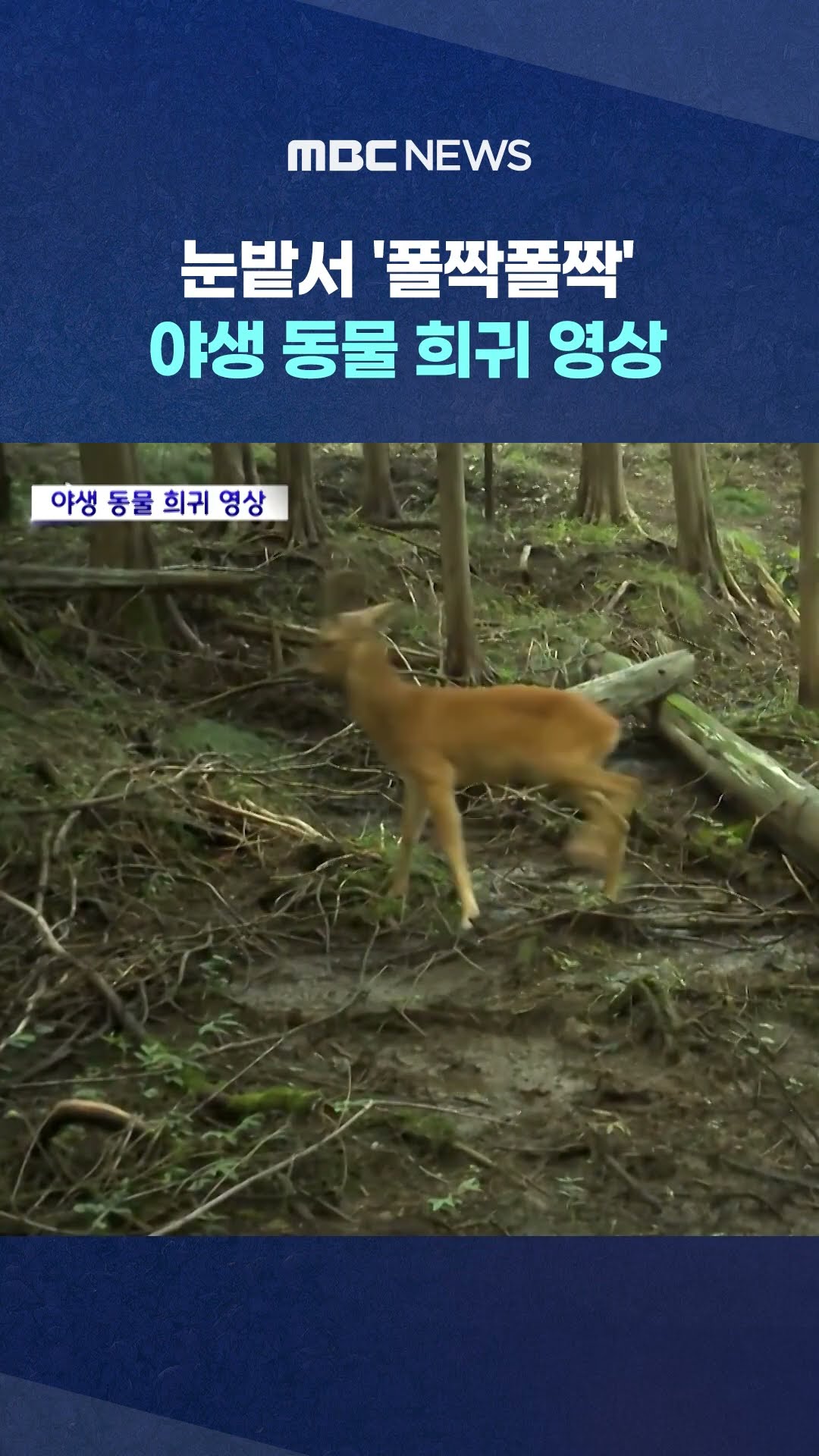 담비 등 야생 동물 포착 #Shorts (MBC뉴스)