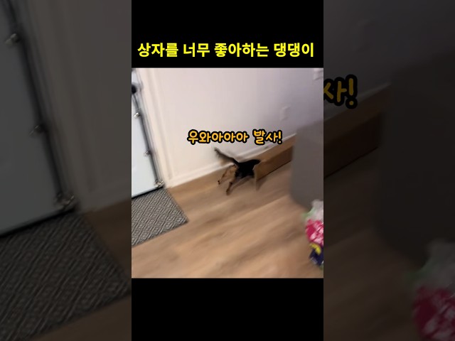 빈 박스를 너무 좋아하는 댕댕이.