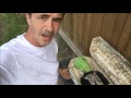 Bigfoot killed the Watermelon Baby Bigfoot killed the Watermelon Baby
