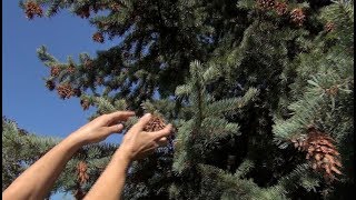 Видео Вселенцы (часть 1). ЛЖЕТСУГА (автор: Chernogor Rus)